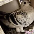 للبيع حمام زاجل