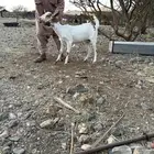 جفره جذعه