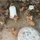 صوص فرنسي ( فقاسات )