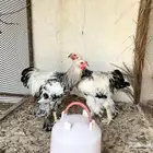 للبيع ديكين برهما كولمبي الماني دم صافي