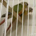 جوز اناناس منتج ومشروط