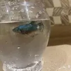 انثى فايتر بلاش