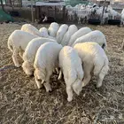 طليان ورخال ذبايح