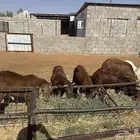 نعيم سواكن حري