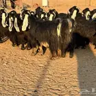 ماعز عوارض صنف فاخر دفيع من مزرعة نوادر