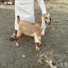 تيس هولندي مشروع فحل العمر شهر ونص وصورة الاب موجوده
