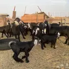 للبيع معزا عوارض صنف الصنف ولد بالفحل بهمها ذبايح