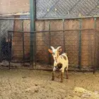 تيسن اقزام انتاج