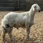 مشاريع فحول