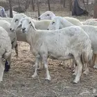 27 غنم حريات دفيع غنم جروم حلووه تبارك الرحمن