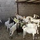 تيوس للبيع