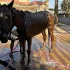 فرس انقليزي اصلي بأوراقها