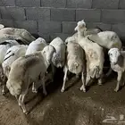 رفيديات جذعان شرط