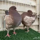 كنق مودينا ارجنت