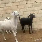 معزا شحم