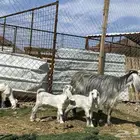 معزا ولد متاويم وحده تحتها ثلاث وحده تحتها ثنين