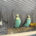 طيور الحب