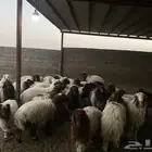 30 راس نعيمي