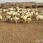 رفيديات ضان طيبة مواليد ودفيع مراح واحد بفحلها