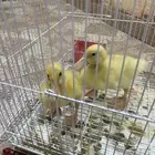 بط للبيع