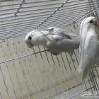 ذكر روز بلد منتج شرط