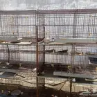 محاكر حمام من حديد جوده عاليه العدد 23محكر