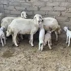 ضان مقاني للبيع