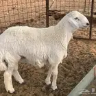حري العمر 7 شهور