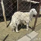 فحل حري جذع مشروط