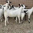 معزاء بيشيات فواخر