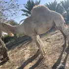 للبيع جمل عفر شاق نابه
