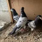 زوجين حمام باكستاني