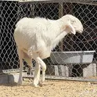 فحل ابرص صنف مشروط ومنتج