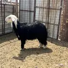طلي فحل نجد صنف الصنف (تم البيع)