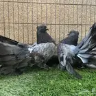 زوج رقاص أمريكي سوبر جامبو بار بلو