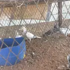 جوز حمام واثنتين فردي يات أنثى و ذكر