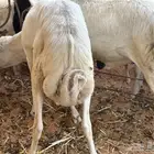 طليان رفيديات