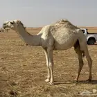 قعود اشقح