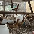 دجاج بلدي