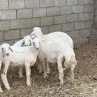 طليان لبانية