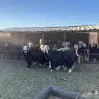 نعاج حيل لللبع