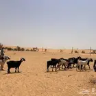 ماعز