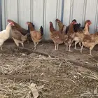 دجاج بلدي