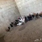ديكه للبيع