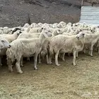 ضان حريات صنف