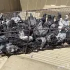 حمام دحل