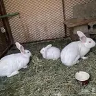 ارانب للبيع
