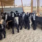 تيوس و جفار عوارض للبيع