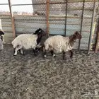 رخال للبيع