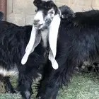 جفرتين عوارض معرفات